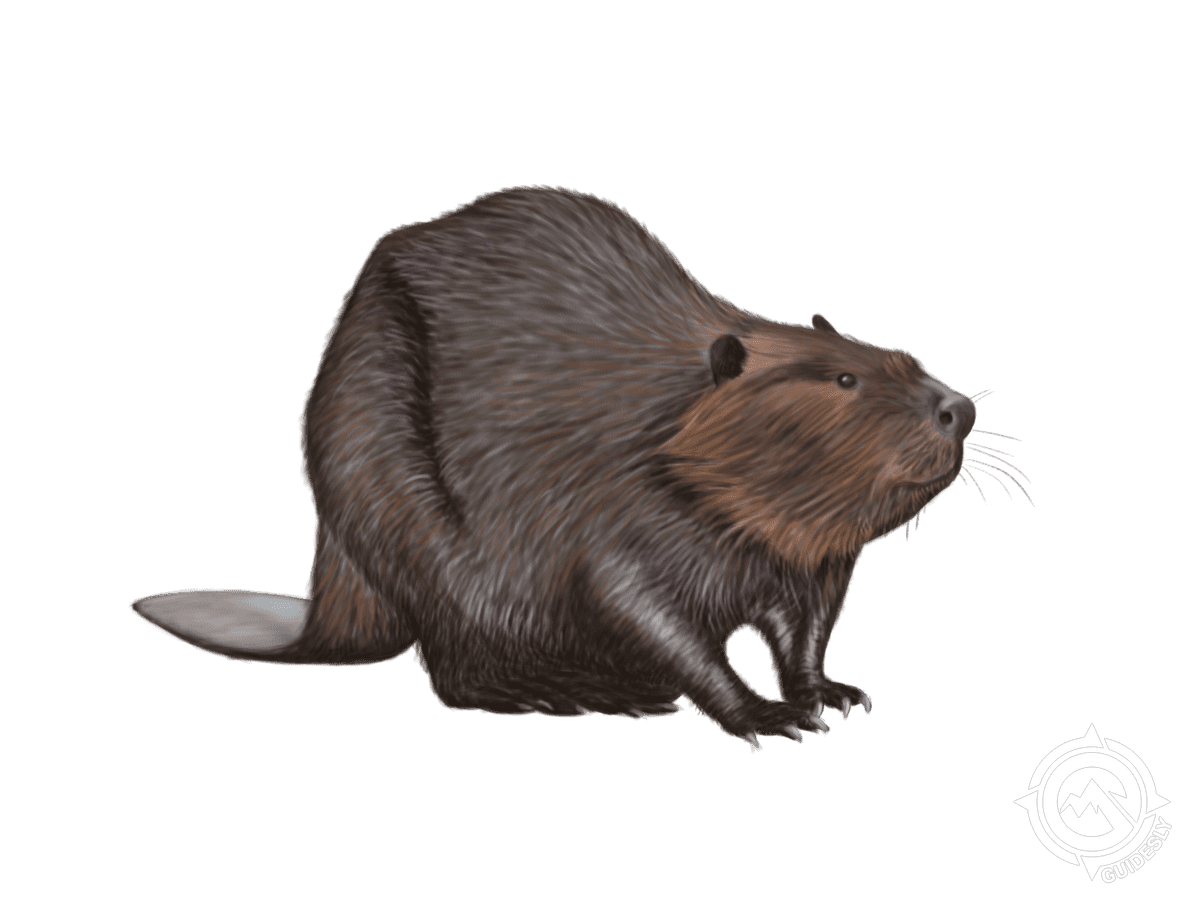 Beaver